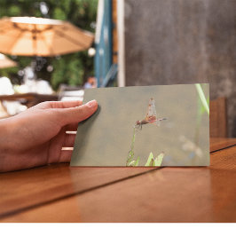 Postal Lluvia roja descansando sobre una paja