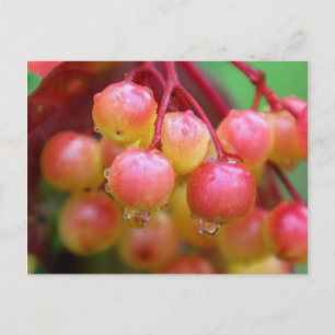 Postal Lluvia y Berries