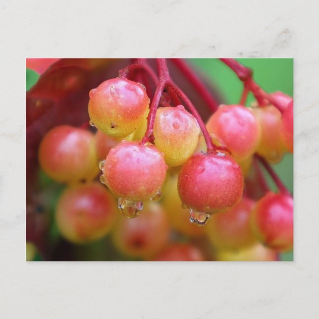 Postal Lluvia y Berries (Anverso)