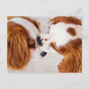 Postal Lo besaré y lo haré mejor