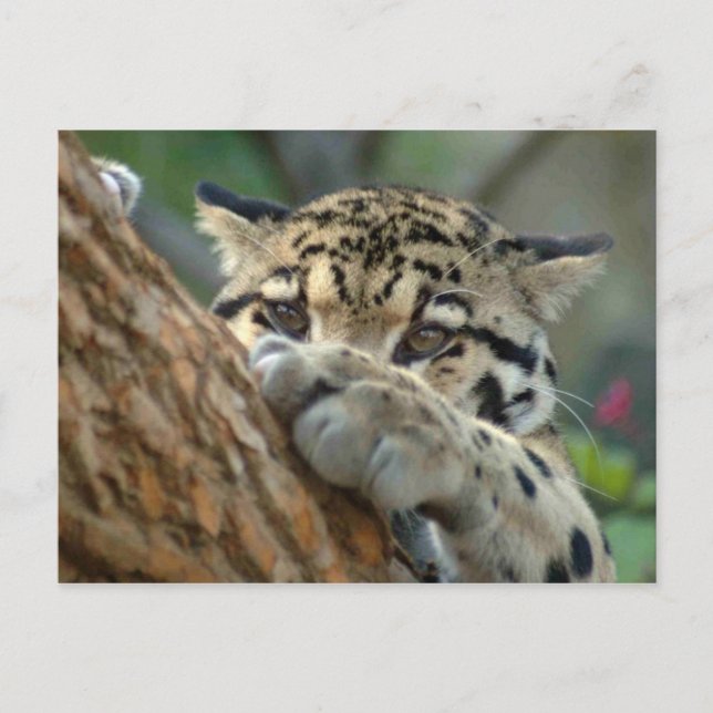 Postal ¿Lo Conseguí? (Anverso)