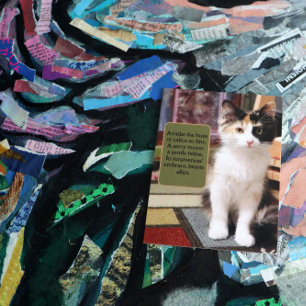 Postal Lo siento gatito calico