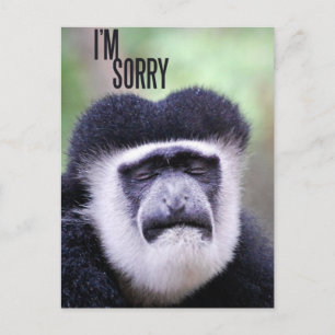 Postal Lo siento Monkey