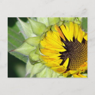 Postal ¡Lo siento! Nace un girasol