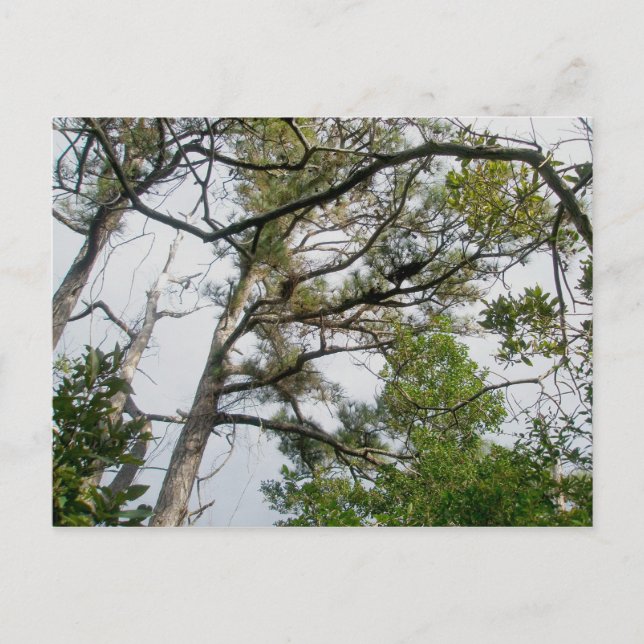 Postal Lob Lolly Pine (Anverso)
