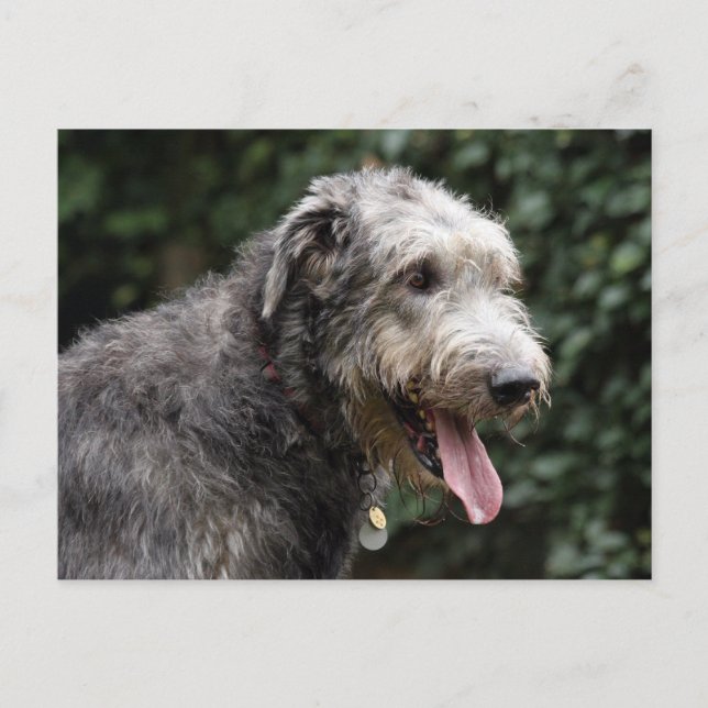 Postal lobfhound irlandés (Anverso)