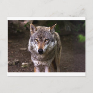 Postal lobo