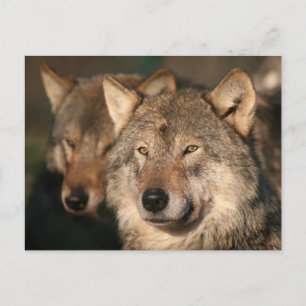 Postal lobo
