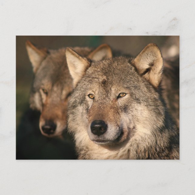 Postal lobo (Anverso)