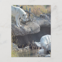 Postal Lobo Animales Paz Amor Parque Natural Lobos Destin
