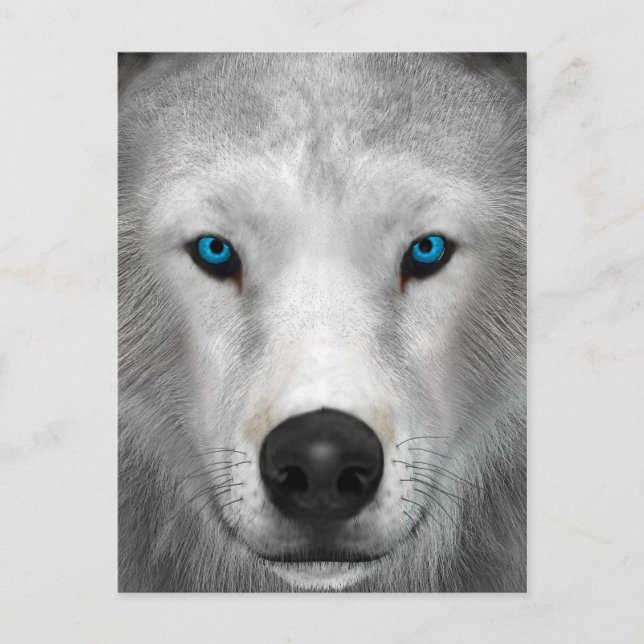 Postal Lobo Ártico (Anverso)
