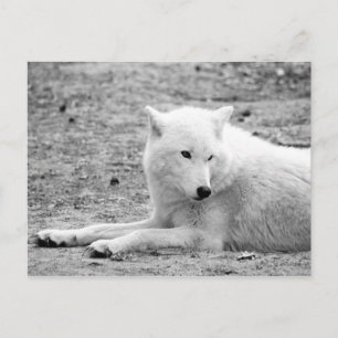 Postal Lobo ártico - lobo blanco