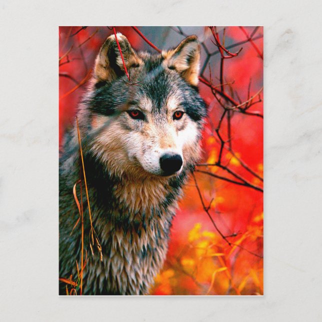Postal Lobo asomando hojas en un bosque (Anverso)