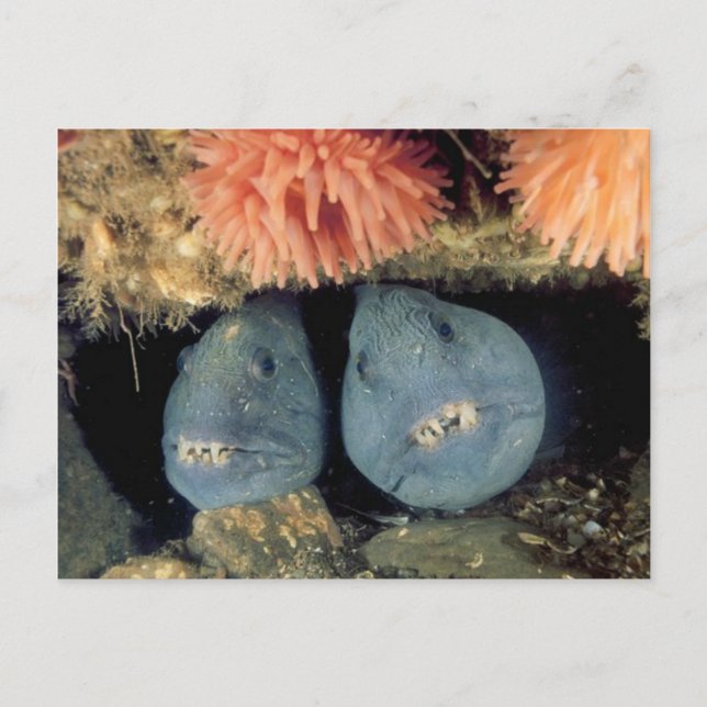 Postal Lobo atlántico (Anverso)