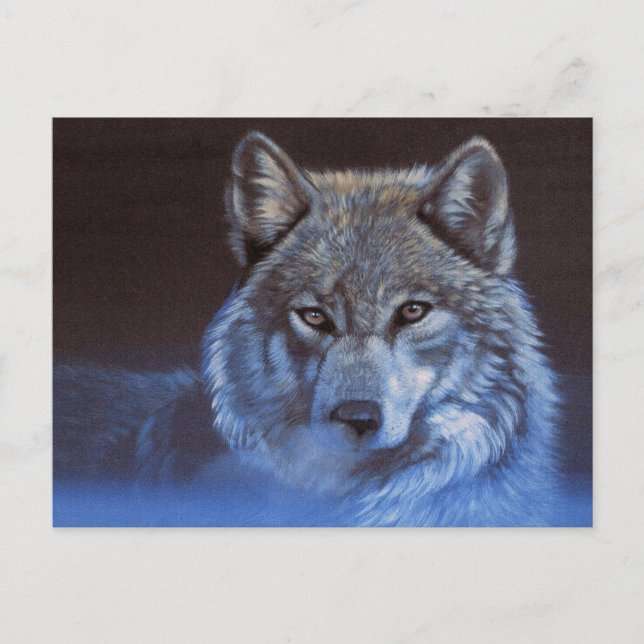 Postal Lobo azul (Anverso)
