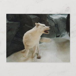 Postal Lobo blanco