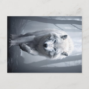 Postal Lobo blanco en bosque de niebla