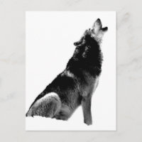 Lobo blanco negro