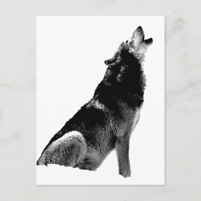 Postal Lobo blanco negro (Anverso)
