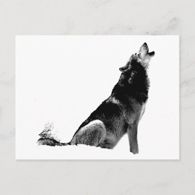 Postal Lobo blanco negro (Anverso)