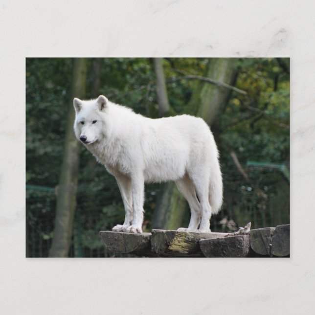 Postal Lobo blanco salvaje (Anverso)