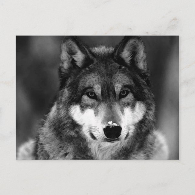 Postal Lobo blanco y negro (Anverso)
