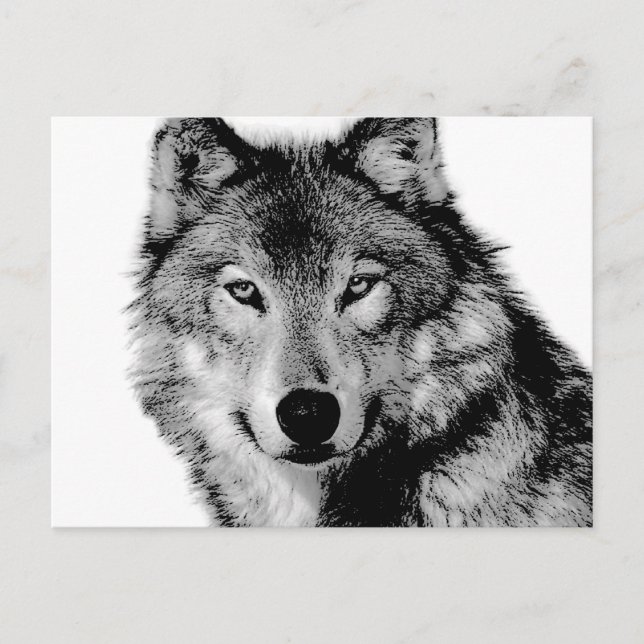 Postal Lobo blanco y negro (Anverso)