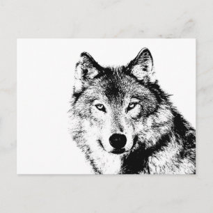 Postal Lobo blanco y negro