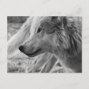 Postal Lobo blanco y negro