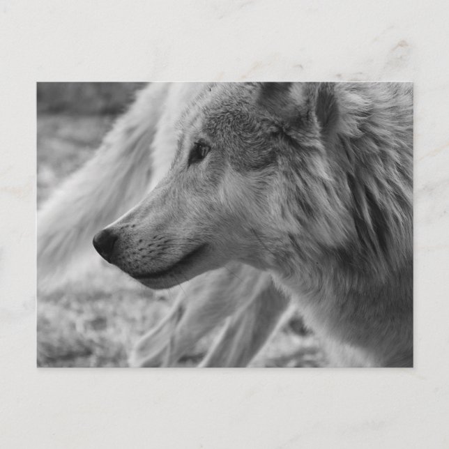 Postal Lobo blanco y negro (Anverso)