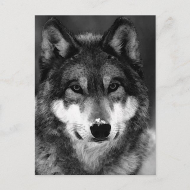 Postal Lobo blanco y negro (Anverso)