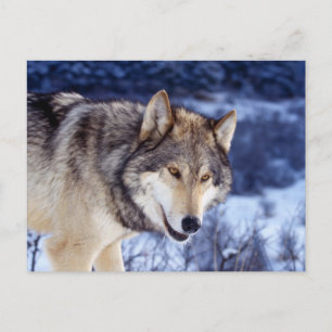 Postal Lobo de invierno 2