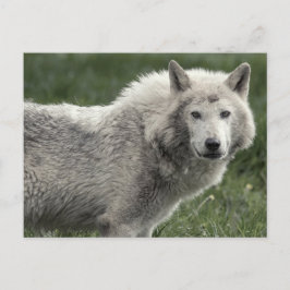 Postal Lobo de la madera