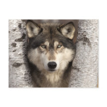 Lobo de la madera por Jim Zuckerman