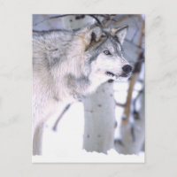 Lobo de madera, Canis lupus, animal de película Ut