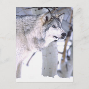 Postal Lobo de madera, Canis lupus, animal de película Ut