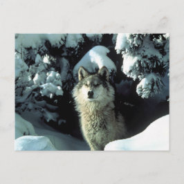 Postal Lobo de madera norteamericano en la nieve