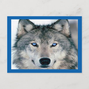 Postal Lobo de ojos azules