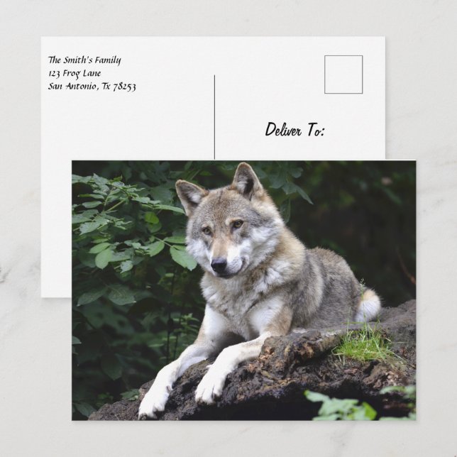 Postal Lobo en el bosque (Anverso / Reverso)