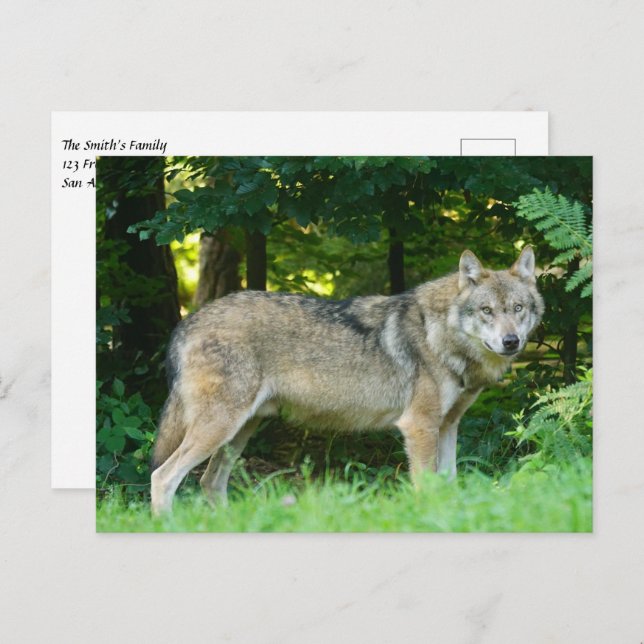 Postal Lobo en el bosque (Anverso / Reverso)