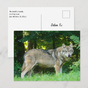 Postal Lobo en el bosque