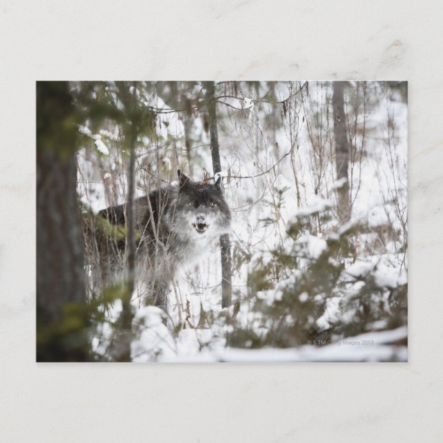 Postal Lobo En El Bosque En Invierno (Anverso)