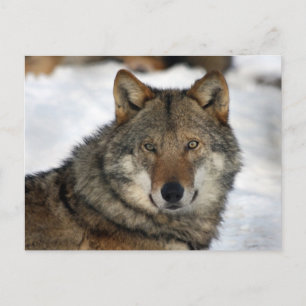 Postal lobo en la nieve