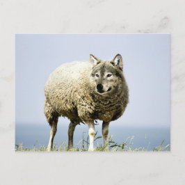 Postal Lobo en ropa de oveja