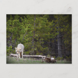 Postal Lobo en Yellowstone