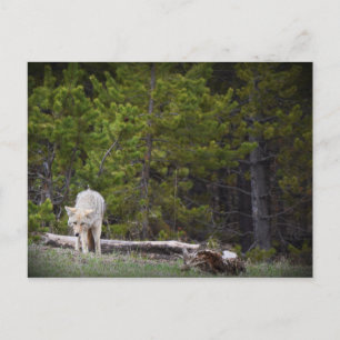 Postal Lobo en Yellowstone