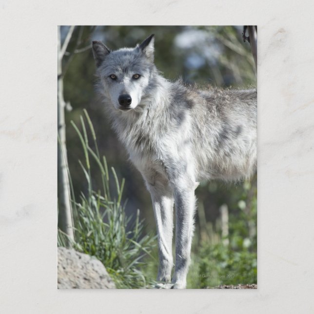 Postal Lobo en Yellowstone (Anverso)