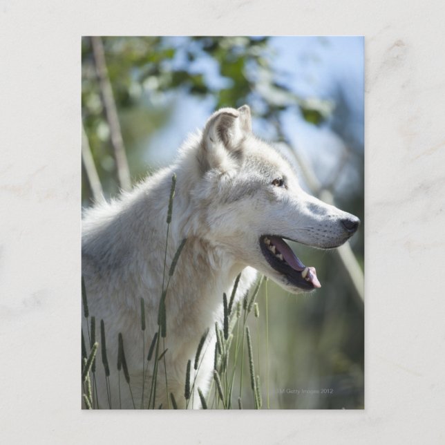 Postal Lobo en Yellowstone. (Anverso)