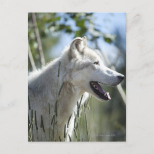 Postal Lobo en Yellowstone.