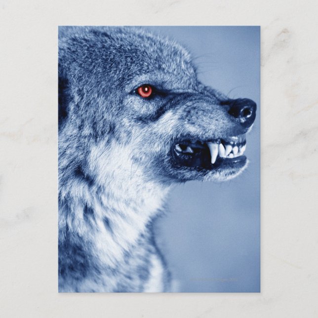 Postal Lobo escarlata (Canis Lupus), perfil (Digital) (Anverso)